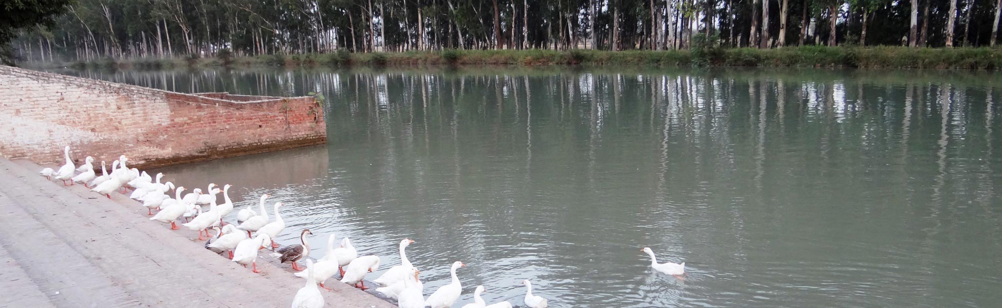 A scenic view of the calm canal in front of Gurudwara Shri Flahi Sahib in Ludhiana, Punjab, with white geese on the brick bank and tall trees reflecting in the water. fixer in Bandipore, film fixer in Bandipore, media fixer in Bandipore, movie fixer in Bandipore, production fixer in Bandipore, line producer in Bandipore