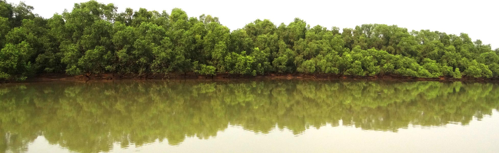 A serene view of the dense green mangrove forest of Bhitarkanika National Park reflecting perfectly on the calm, brown river water under an overcast sky. fixer in Barnala, film fixer in Barnala, media fixer in Barnala, movie fixer in Barnala, production fixer in Barnala, line producer in Barnala